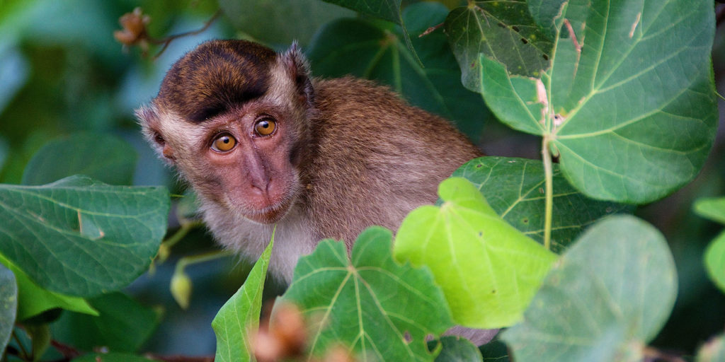 Asia Film Location Fixer, Monkeys, Primates, Documentary, Borneo